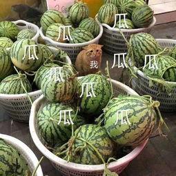 娱乐吃瓜壁纸高清